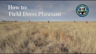 How to Field Dress a Pheasant [upl. by Yelrebmik879]