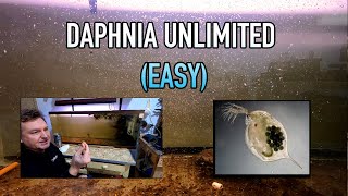 How I Raise Daphnia Water Fleas And You Can Too [upl. by Jaylene542]