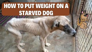 How to Feed a Starved Dog Step by Step [upl. by Keon]