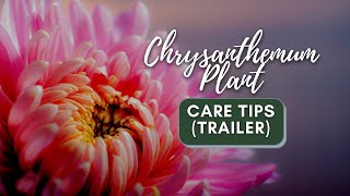 Chrysanthemum Plant Care Tips Trailer  shorts [upl. by Ammann]