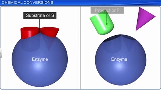 CBSE Class 11 Biology  Biomolecules Part 2  Full Chapter  By Shiksha House [upl. by Ntisuj617]