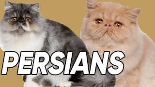 6 Spectacular Facts About Persian Cats [upl. by Mullane]