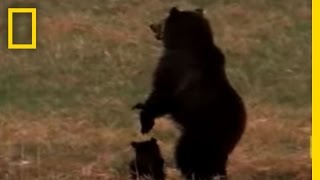 Wolves vs Grizzly Bears  National Geographic [upl. by Gavini]