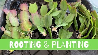 Rooting and Planting Schlumbergera Cactus  Thanksgiving Christmas Cactus [upl. by Hsakiv]