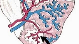 How the Body Works  The Spleen [upl. by Leahkim]