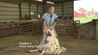 Sheep Shearing Penn State Extension [upl. by Spiro317]