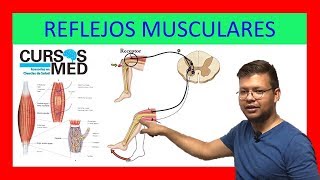 HUSOS MUSCULARES Y REFLEJOS MUSCULARES explicado FÁCIL ✅ [upl. by Llerrah802]