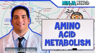 Metabolism  Amino Acid Metabolism [upl. by Onafets]