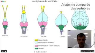 Anatomie comparée des vertébrés [upl. by Essie]