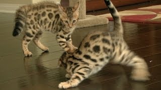 Bengal Kittens Wrestle Like Champions [upl. by Gibbs]