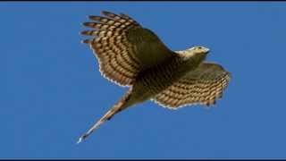 Sparrowhawk Bird Call Bird Song [upl. by Armand]