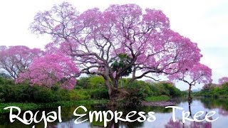 Royal Empress Tree  Paulownia tomentosa  Fastest Growing Tree In The World Paulownia [upl. by Ainola413]