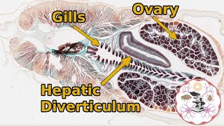 Lancelet Amphioxus  General Anatomy [upl. by Nette]