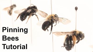 Pinning Bees Tutorial [upl. by Enilrem559]