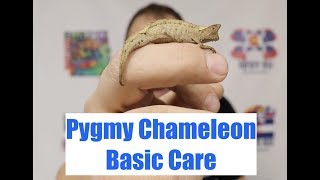 Basic Care Of The Pygmy Chameleon [upl. by Scharff]