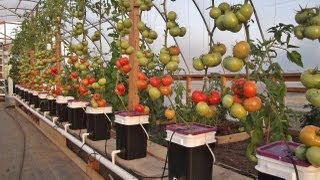 Dutch Bucket Hydroponics  Tips amp Expanding the Reservoir [upl. by Corrine542]