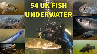 Every UK Freshwater Fish Filmed Underwater [upl. by Annot]