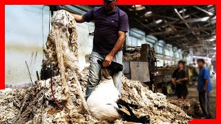 🧶🐑 Modern SHEEP FARMING Technologies  Wool Processing Factory  Sheep Shearing [upl. by Atena]