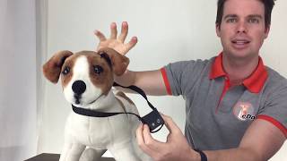 BarkTec  Dog Training Spray Collar  Demonstration [upl. by Anitsirhcairam]