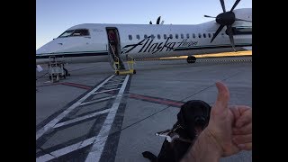 how guide dogs travel on airplanes [upl. by Burkitt667]