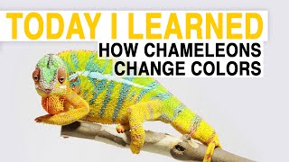 TIL How Chameleons Change Color  Today I Learned [upl. by Eimmot]