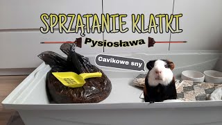 SPRZĄTANIE KLATKI mojej świnki morskiej 🧹🐷 [upl. by Nedloh]