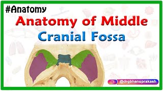 Anatomy of Middle cranial Fossa [upl. by Garald]