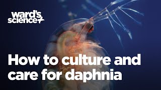 Caring and Culturing for Daphnia [upl. by Figge]