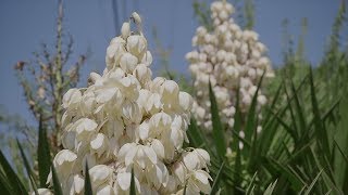 Yucca Plant [upl. by Salvadore393]