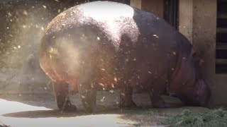 AMAZING HIPPO POOPING SPINNING TAIL  ONE OF A KIND FOUNTAIN BURST OF EPIC PROPORTIONS [upl. by Noirred982]