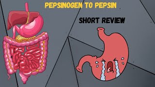 How Pepsinogen is converted to Pepsin HCL and Gastrin Protein digestion [upl. by Nennek453]