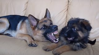 German Shepherd and Puppy Playing On Couch [upl. by Crispas]