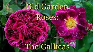 Old Garden Roses The Gallicas [upl. by Lednew737]