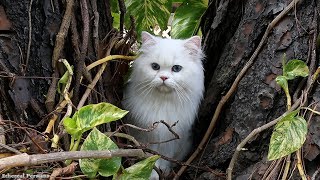 Beautiful White Persian Cat with Blue Eyes [upl. by Mahan491]