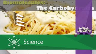 Biomolecules The Carbohydrates [upl. by Alhan718]