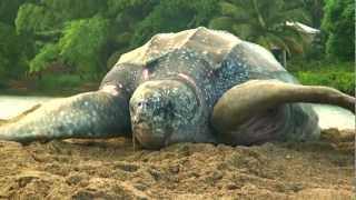 Sea Turtle Nesting Video [upl. by Acinoj]