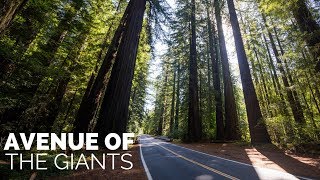 Avenue of the Giants One of Californias Best Drives [upl. by Noside]