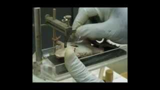 Pharmacology  Pharmacological Lab Procedures  Mounting of the Isolated Frog Heart [upl. by Einal]