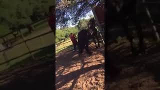 FEMALE HORSE KILLS IN THE ACT ANOTHER STALLION [upl. by Sammie323]