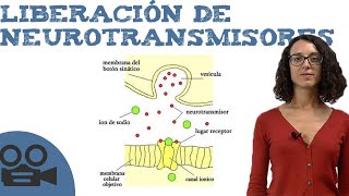 Liberación de neurotransmisores [upl. by Steffie438]