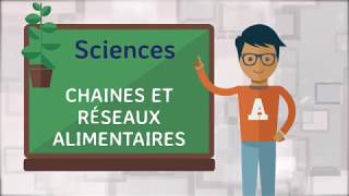 Sciences  Les chaînes alimentaires et les réseaux alimentaires 2 [upl. by Ahseenal406]