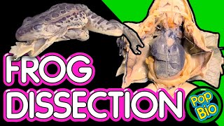 Frog Dissection Anatomy and Function [upl. by Krissie651]