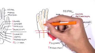 Clinical Anatomy  Hand Wrist palmar aspectflexors [upl. by Yerot]