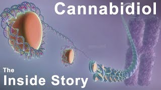 The Inside Story of Cannabidiol  What are the Benefits of CBD [upl. by Tennes]