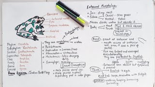 Morphology Of Frog Class 11 [upl. by Eneleahcim]