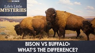 Bison vs Buffalo Whats the Difference [upl. by Eyahc]