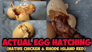 Rhode Island Red RIR amp Native Chicken Actual Chicken Egg Hatching [upl. by Borras]