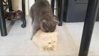 How Persian Cats mate  First Mating [upl. by Yniatirb]