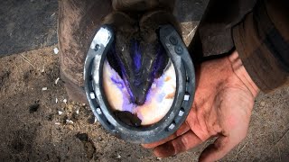 Horse Hoof ABSCESS  How I HELP Him RECOVER  HORSESHOEING [upl. by Eifos]