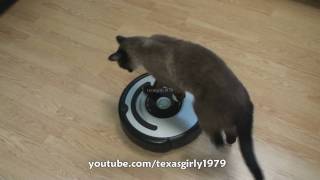 Cat shows HOW TO use iRobot Roomba Vacuum [upl. by Eenet854]